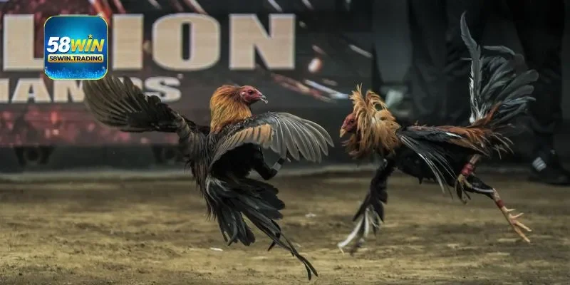 Kinh nghiệm tham gia đá gà từ các lão làng